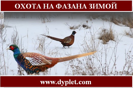 особенности охоты на фазана