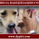Правила вакцинации собак. Сколько и как это делать?