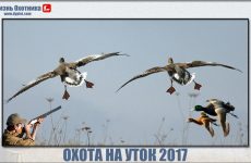 Охота на уток 2017. Подборка лучших видео с охоты