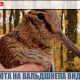Охота на вальдшнепа видео. Эксклюзивная подборка с охоты