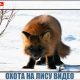 Охота на лису видео. Яркие моменты и отличные результаты