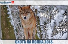 Охота на волка 2018. Видео с подробностями добычи зверя