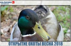 Открытие охоты весна 2018. Дата и сроки