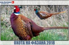 Охота на фазана 2018. Видео с успехами и разочарованиями охотников