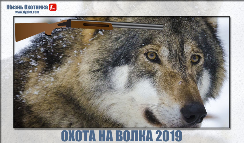 Охота на волка 2019