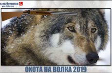 Охота на волка 2019.Самые новые видео