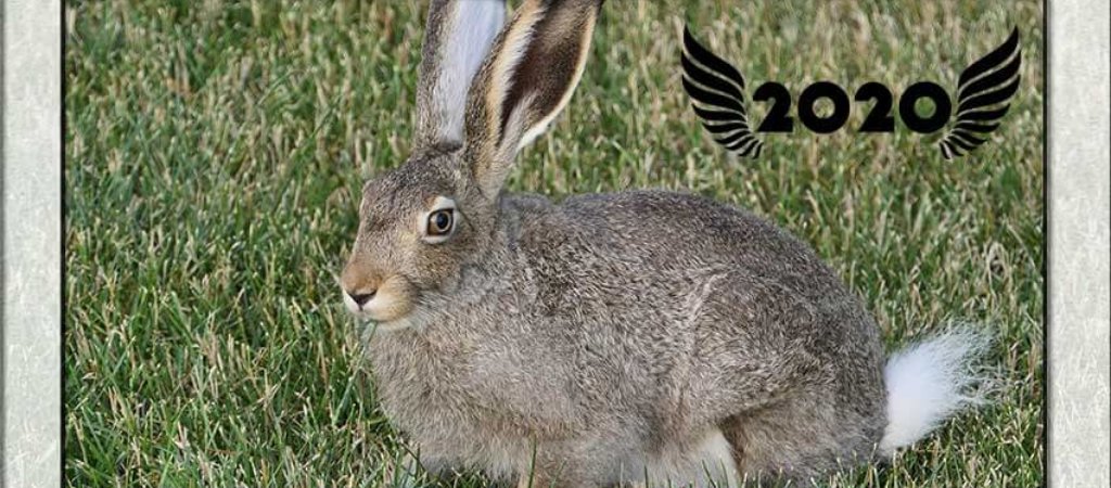 Разноплановая охота на зайца 2020. Новый сезон захватывающих видео