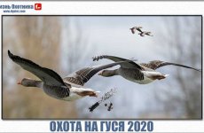 Незабываемая охота на гуся 2020. Видео с долгожданными моментами