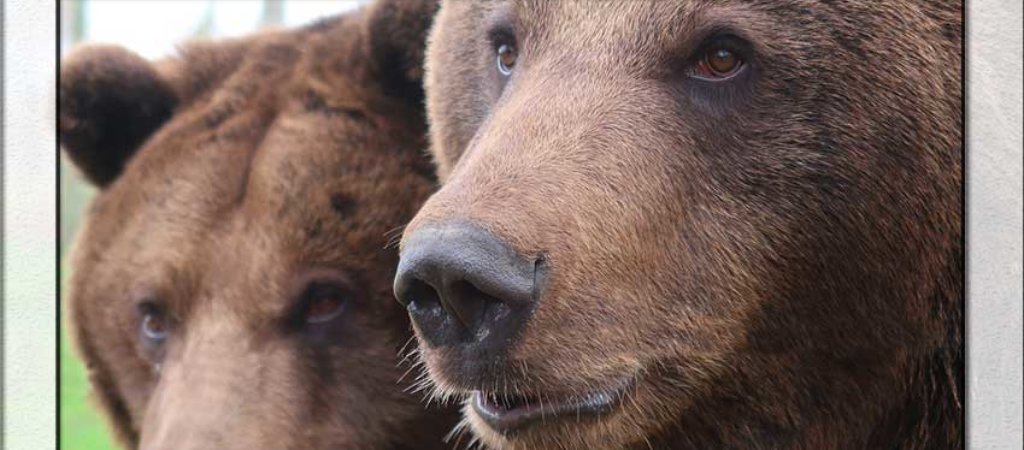 Дикая жизнь бурого медведя — одного из самых опасных и сильных хищников на земле